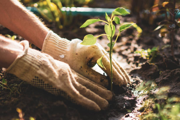 Gardening Club at the Derby Library